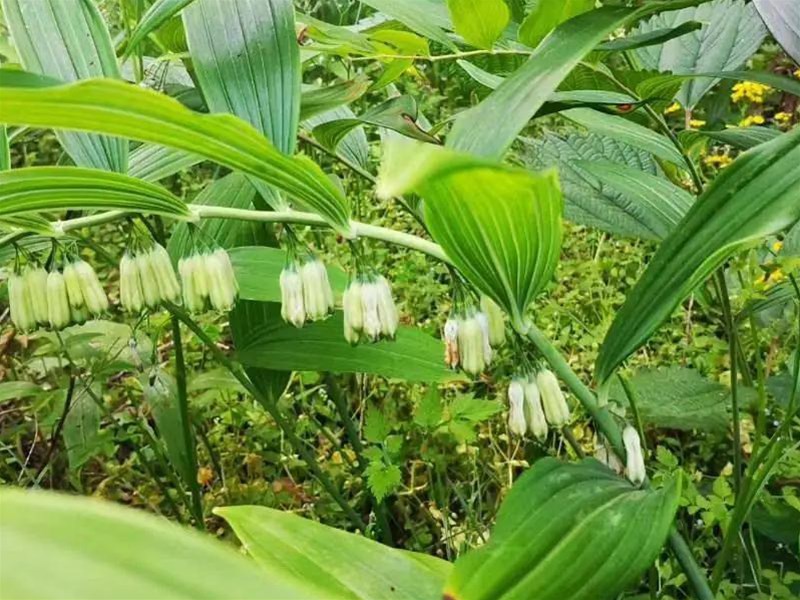 什么是多花黄精？